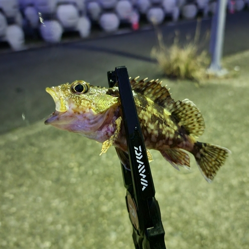 カサゴの釣果