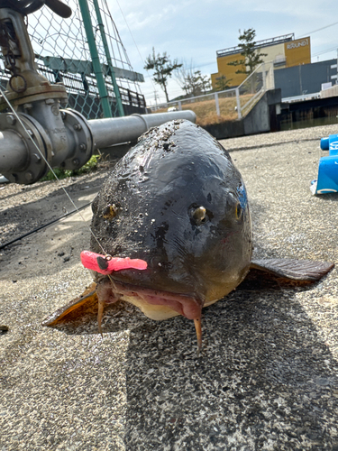 コイの釣果