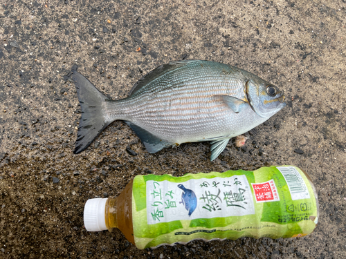 イスズミの釣果