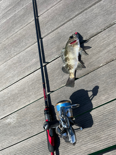 メバルの釣果