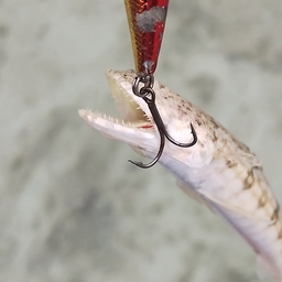 カメカマ𓆛沖縄の春日🌺の釣果