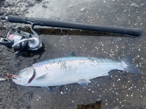 サクラマスの釣果