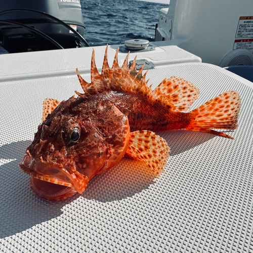 イズカサゴの釣果