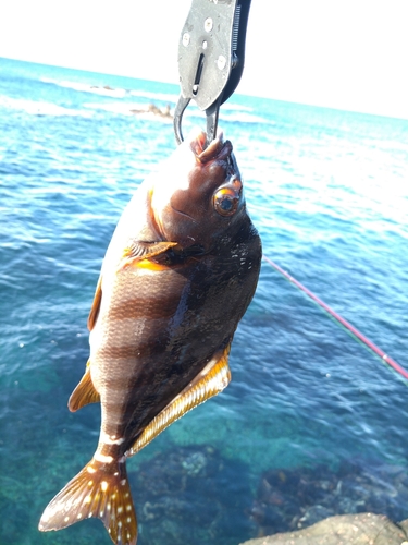 三浦半島で釣れたタカノハダイの釣り・釣果情報 - アングラーズ