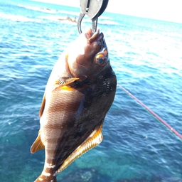 フカセ釣り師の釣果