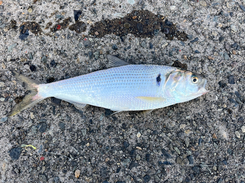 コノシロの釣果