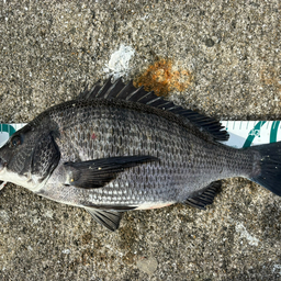 がじおの釣果