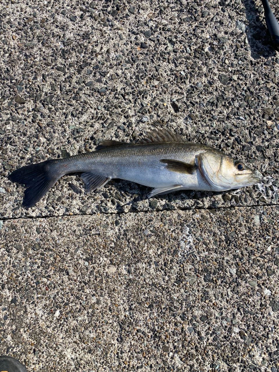 あしかず44さんの釣果 1枚目の画像