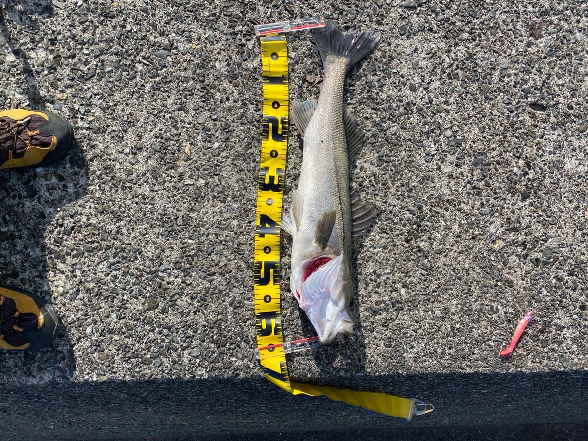 あしかず44さんの釣果 2枚目の画像