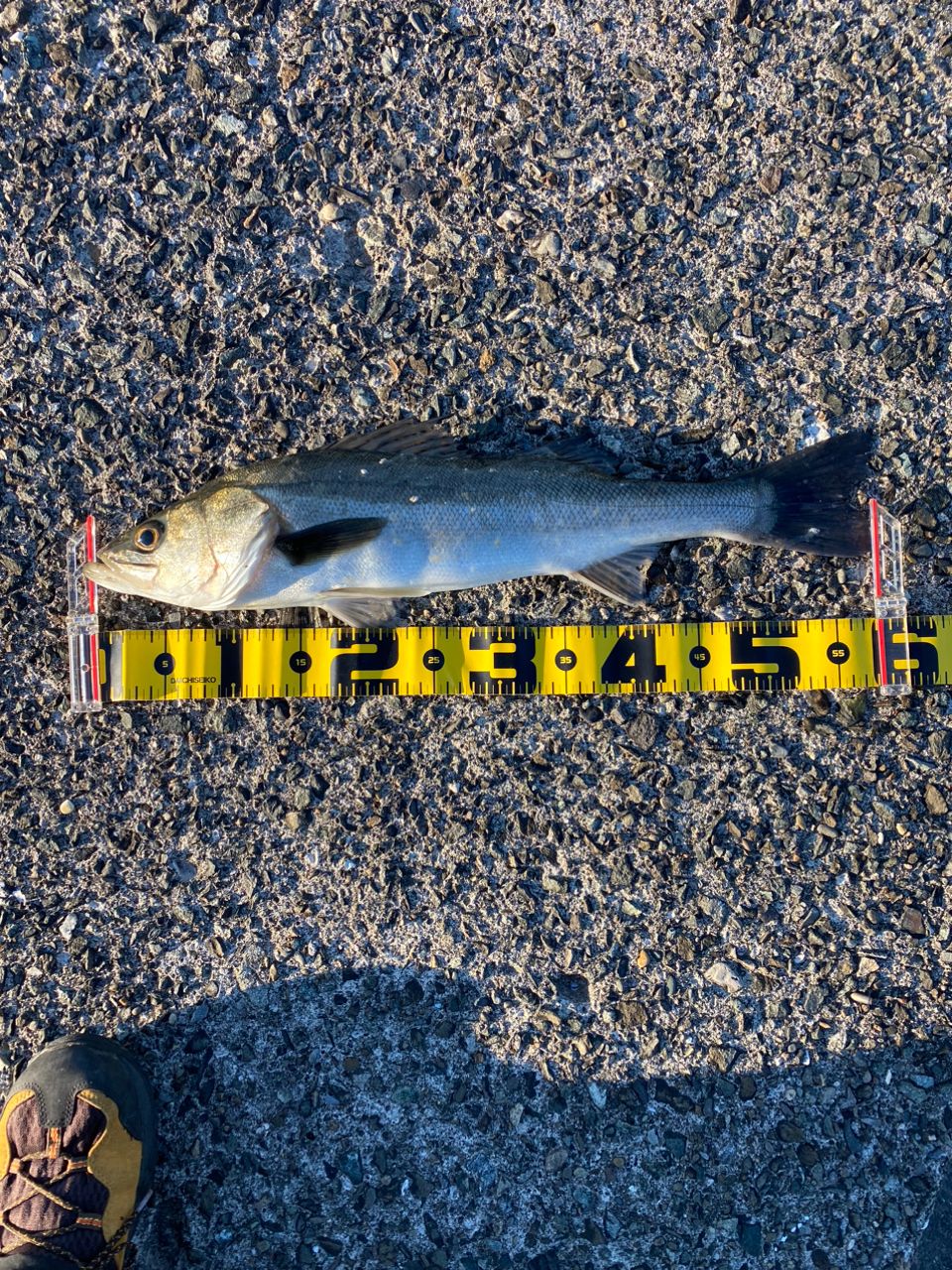 あしかず44さんの釣果 3枚目の画像