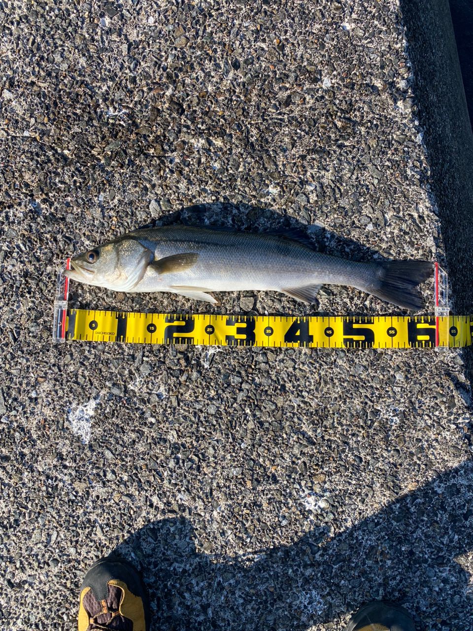 あしかず44さんの釣果 2枚目の画像