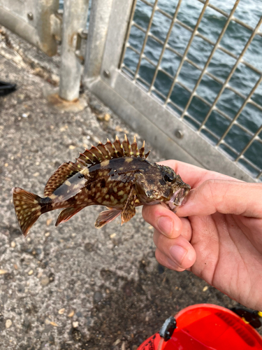 カサゴの釣果