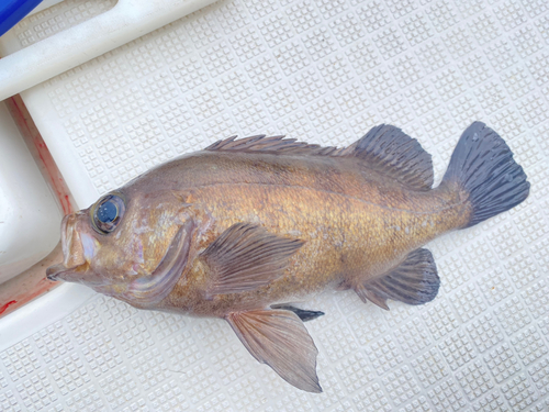 クロメバルの釣果