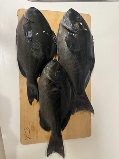 メジナの釣果