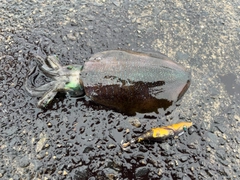 アオリイカの釣果
