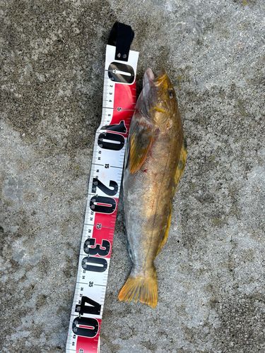 アイナメの釣果
