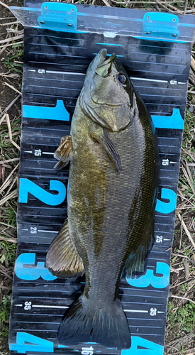 スモールマウスバスの釣果