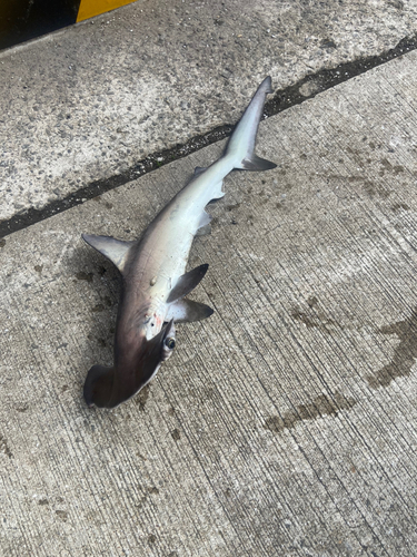 ハンマーヘッドシャークの釣果