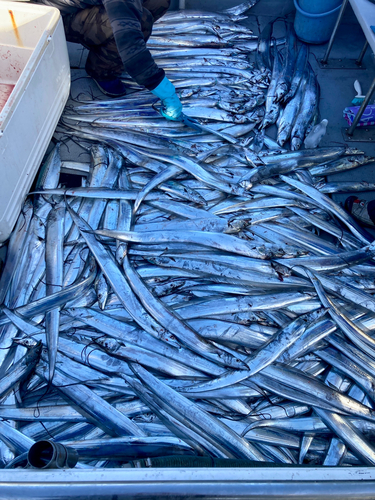 タチウオの釣果