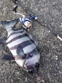 イシダイの釣果