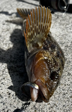 アイナメの釣果