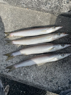 カマスの釣果