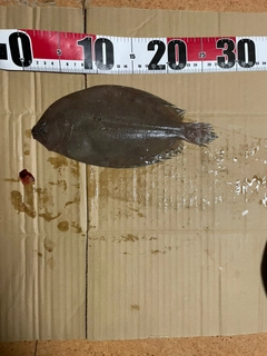 ヒラメの釣果