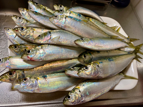 カタボシイワシの釣果