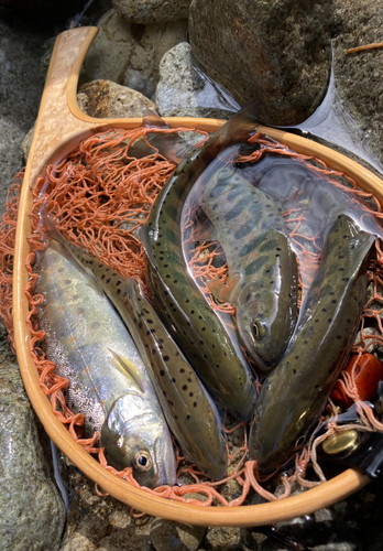 アマゴの釣果