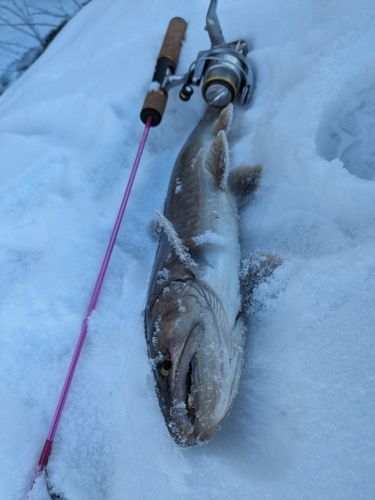 アメマスの釣果