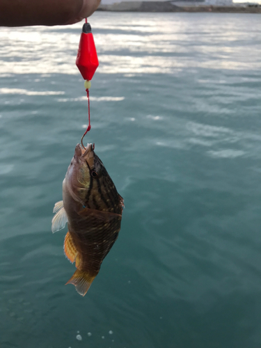 ベラの釣果