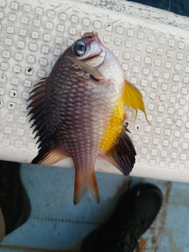 ソラスズメダイの釣果