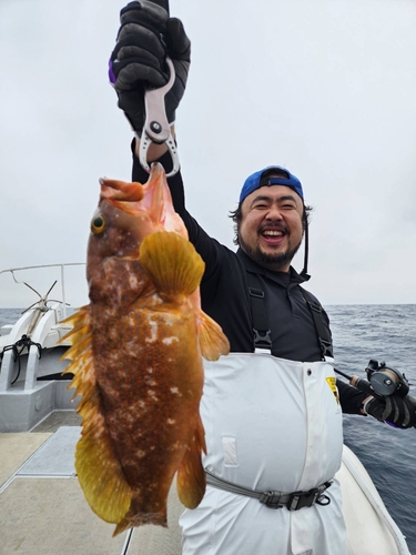 キジハタの釣果