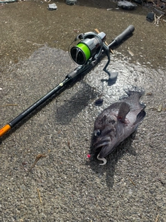 ソイの釣果