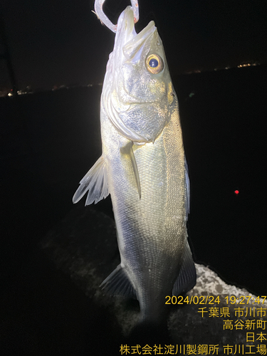 シーバスの釣果