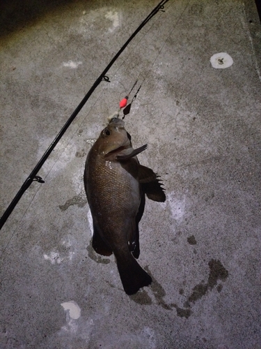 エゾメバルの釣果