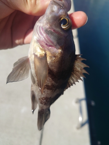 ウスメバルの釣果