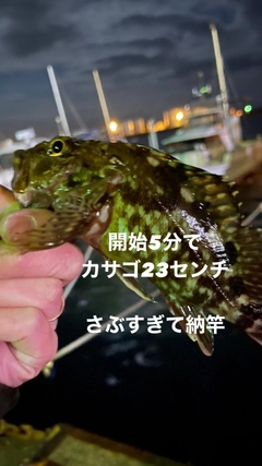 カサゴの釣果