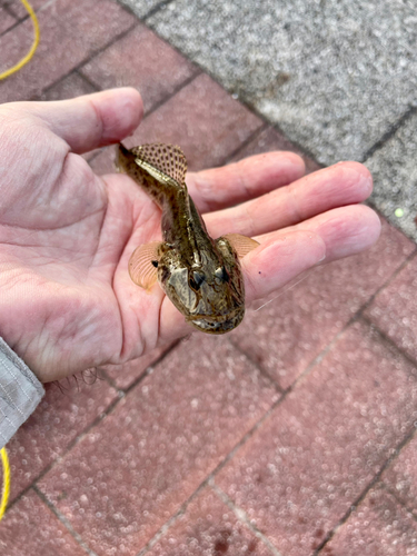 マハゼの釣果