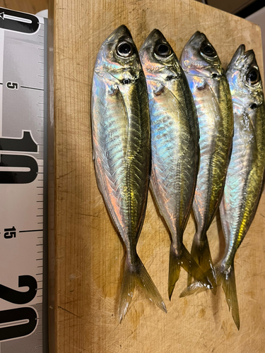 アジの釣果