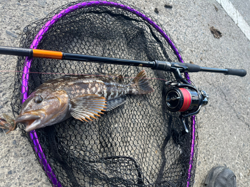 アイナメの釣果