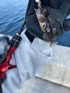 アナハゼの釣果