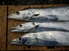 タチウオの釣果