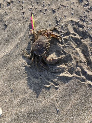 ヒラツメガニの釣果