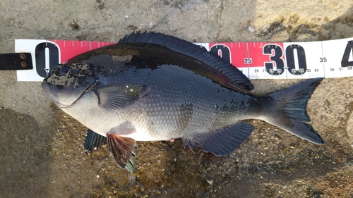 オナガグレの釣果