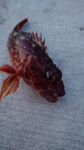 カサゴの釣果