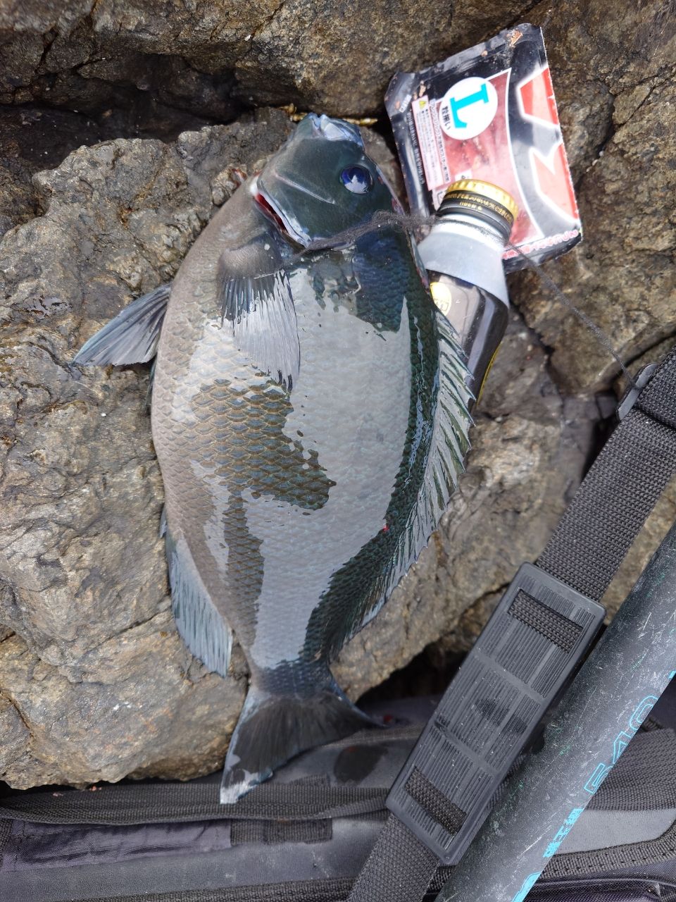 友っちさんの釣果 2枚目の画像