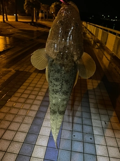 マゴチの釣果