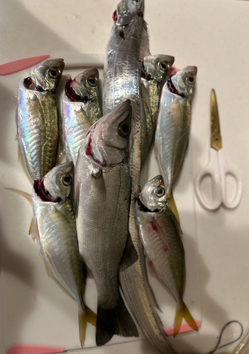 アジの釣果