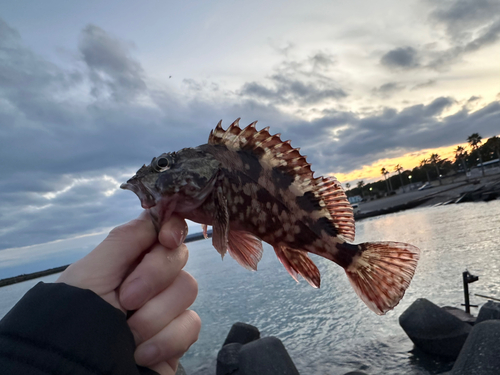 カサゴの釣果